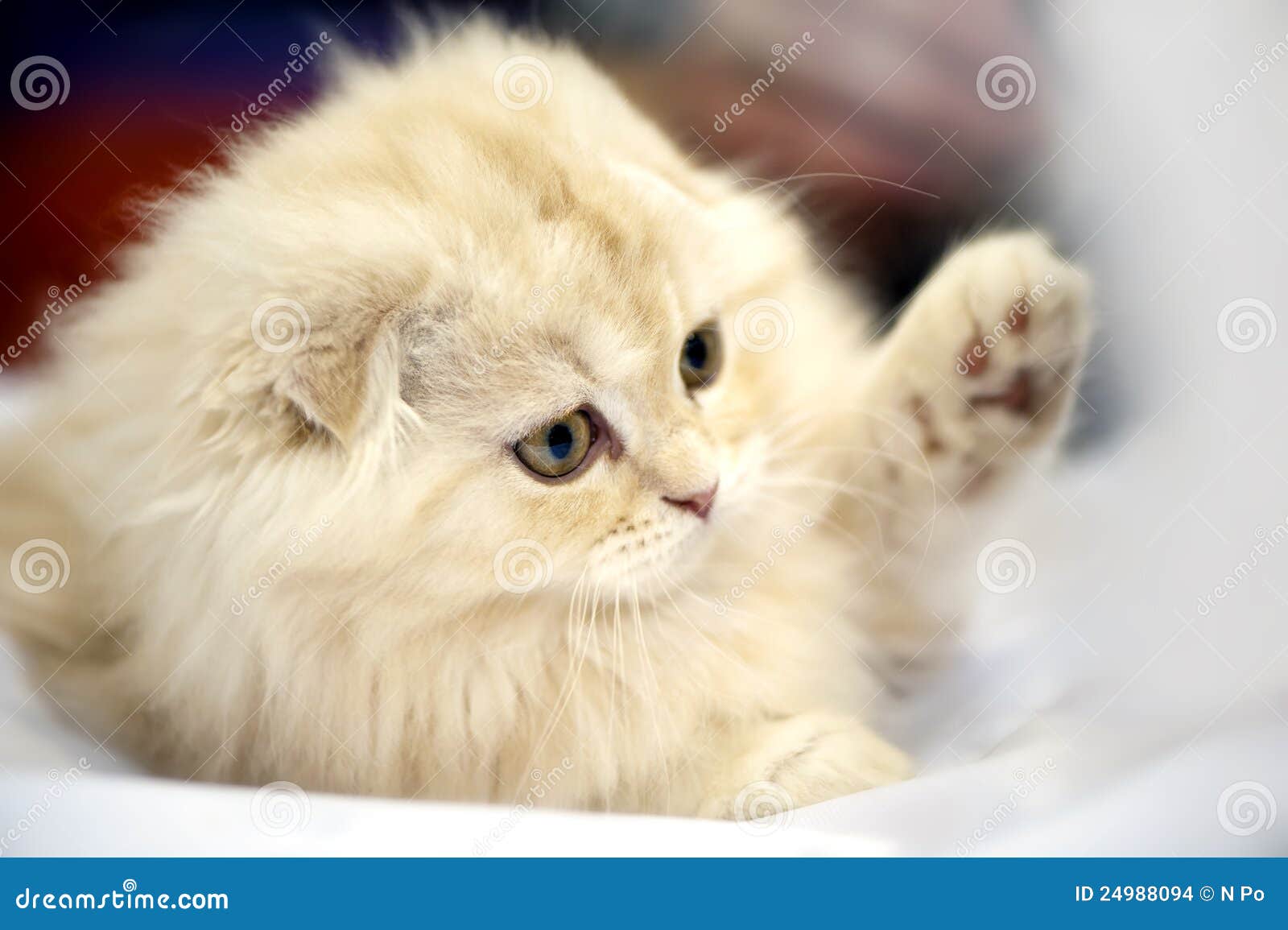 adorable scottish fold kittens