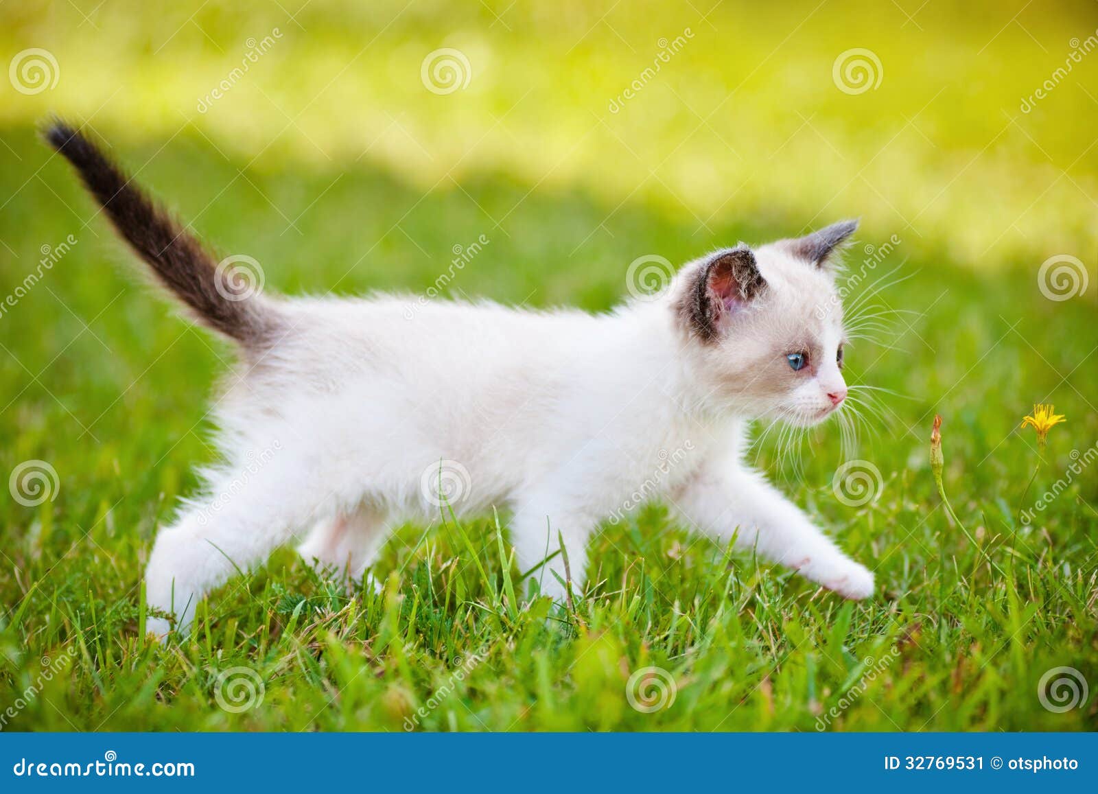 Adorable Siamese Cat Walking Outdoors Stock Image Image of feline