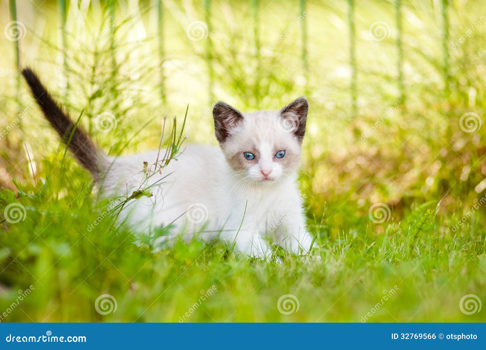 Adorable Siamese Kitten Outdoors Stock Photo Image of eyes