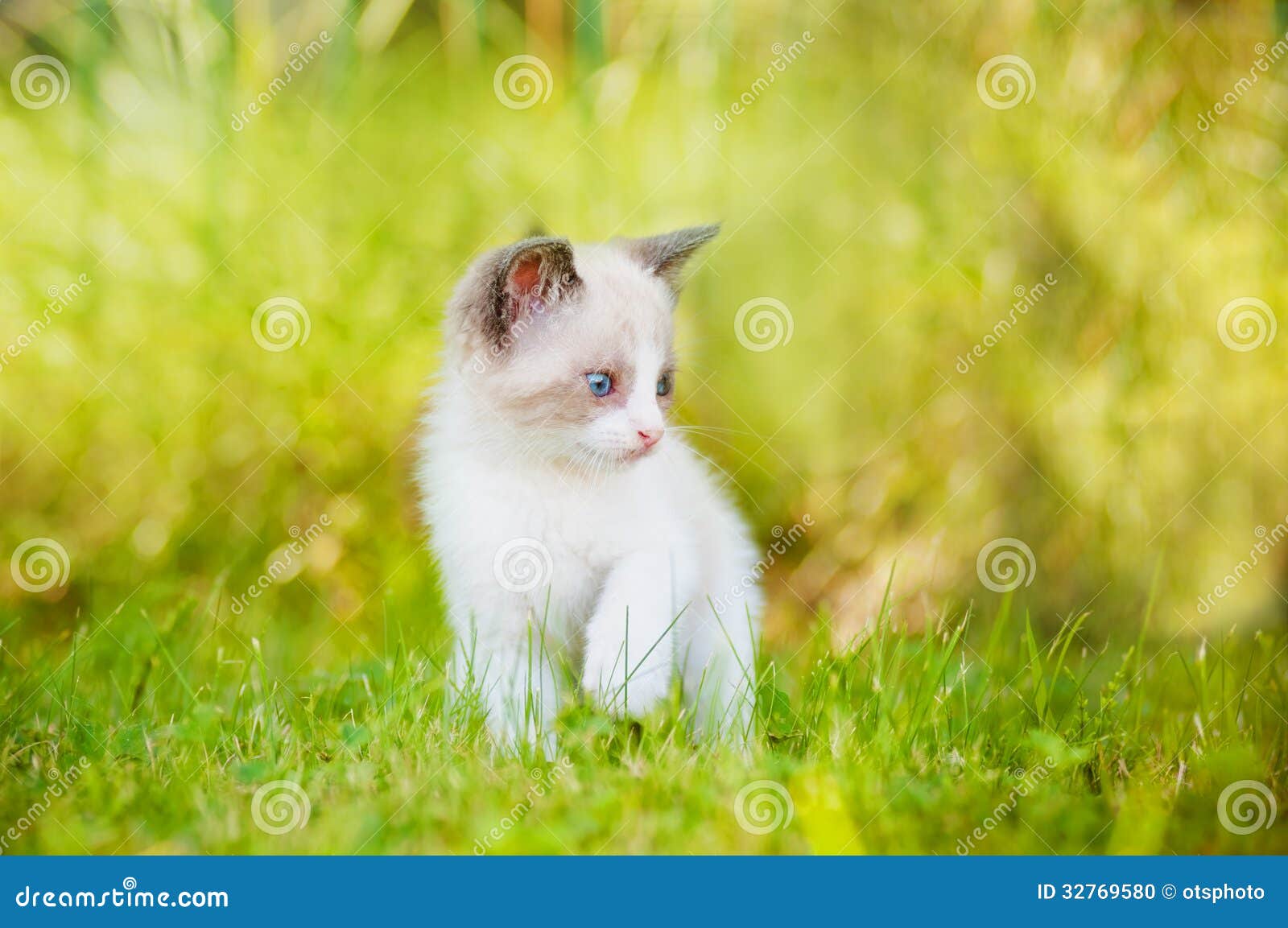 Adorable Siamese Kitten Outdoors Stock Photo Image of feline, playing