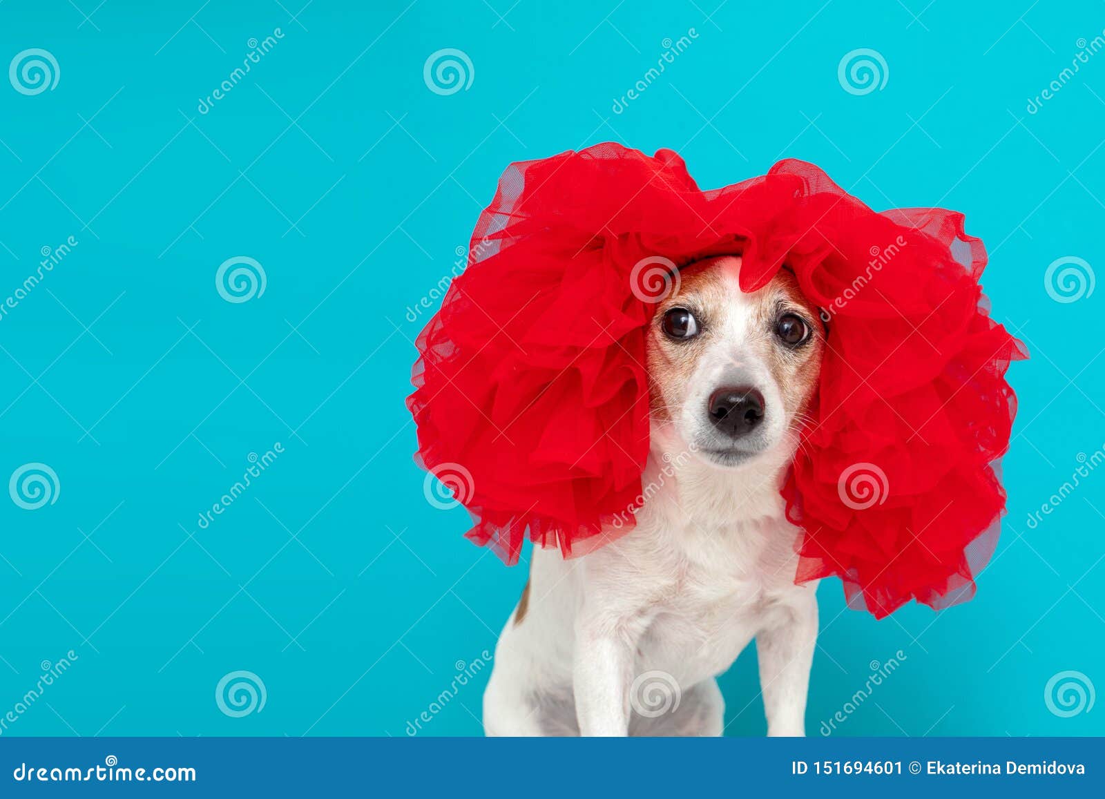 adorable-small-dog-red-wig-adorable-smal