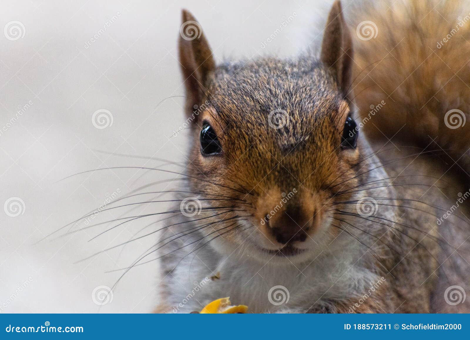 Adorable Squirrel Eating Corn Stock Image Image of closeup, detail