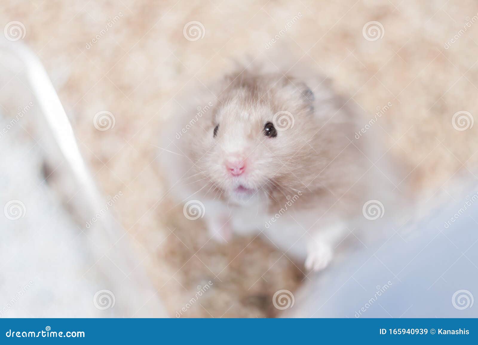 Adorable Syrian Gold Hamster in a Cage Stock Image Image of humor