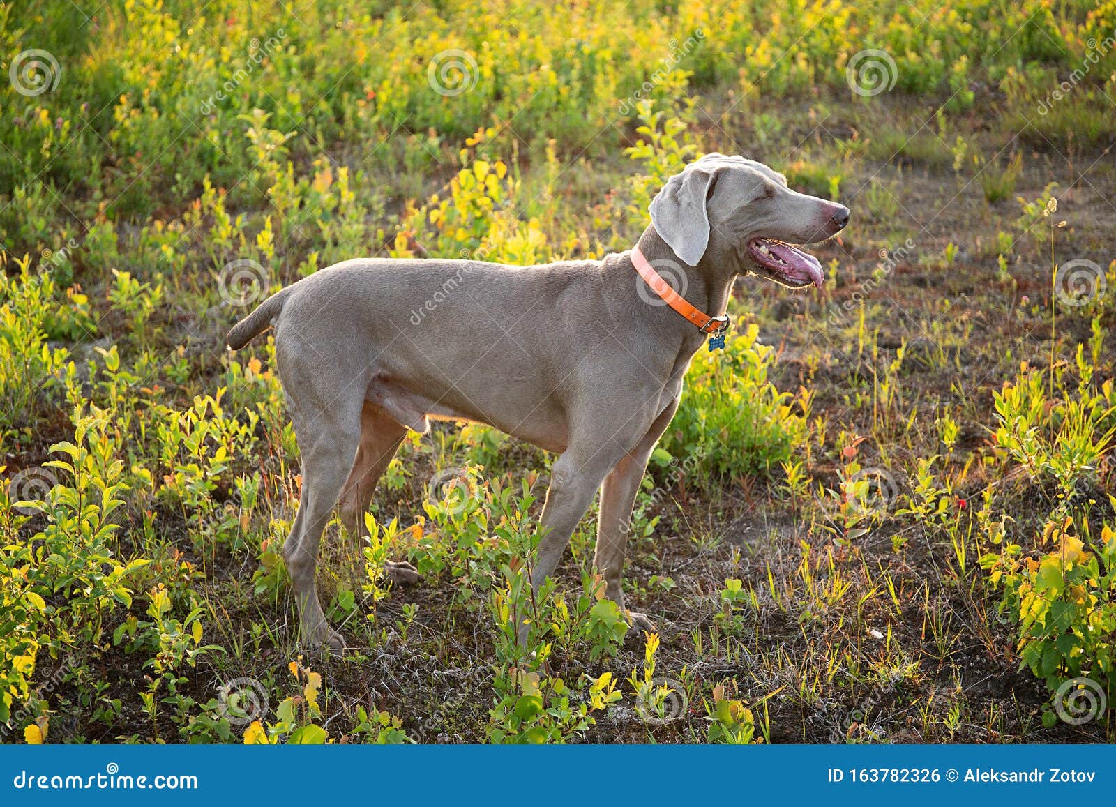 vizsla gray