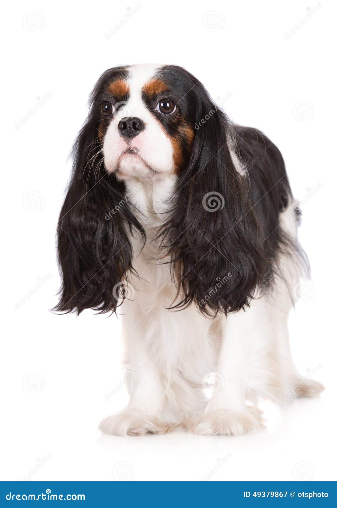 king charles spaniel tricolour