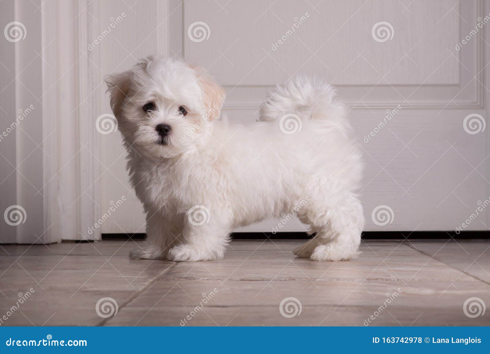 36 Best Images Images Of Newborn Shih Tzu Puppies - Shih Tzu Puppies Stock Image Image Of Outside Animal 156043313