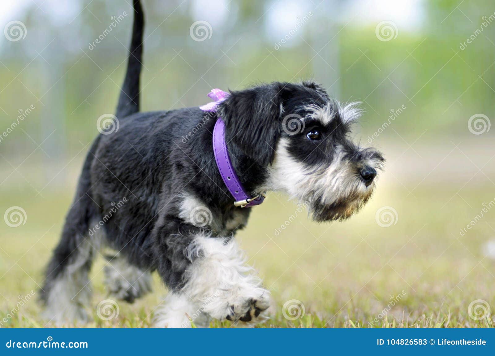 black silver schnauzer puppies