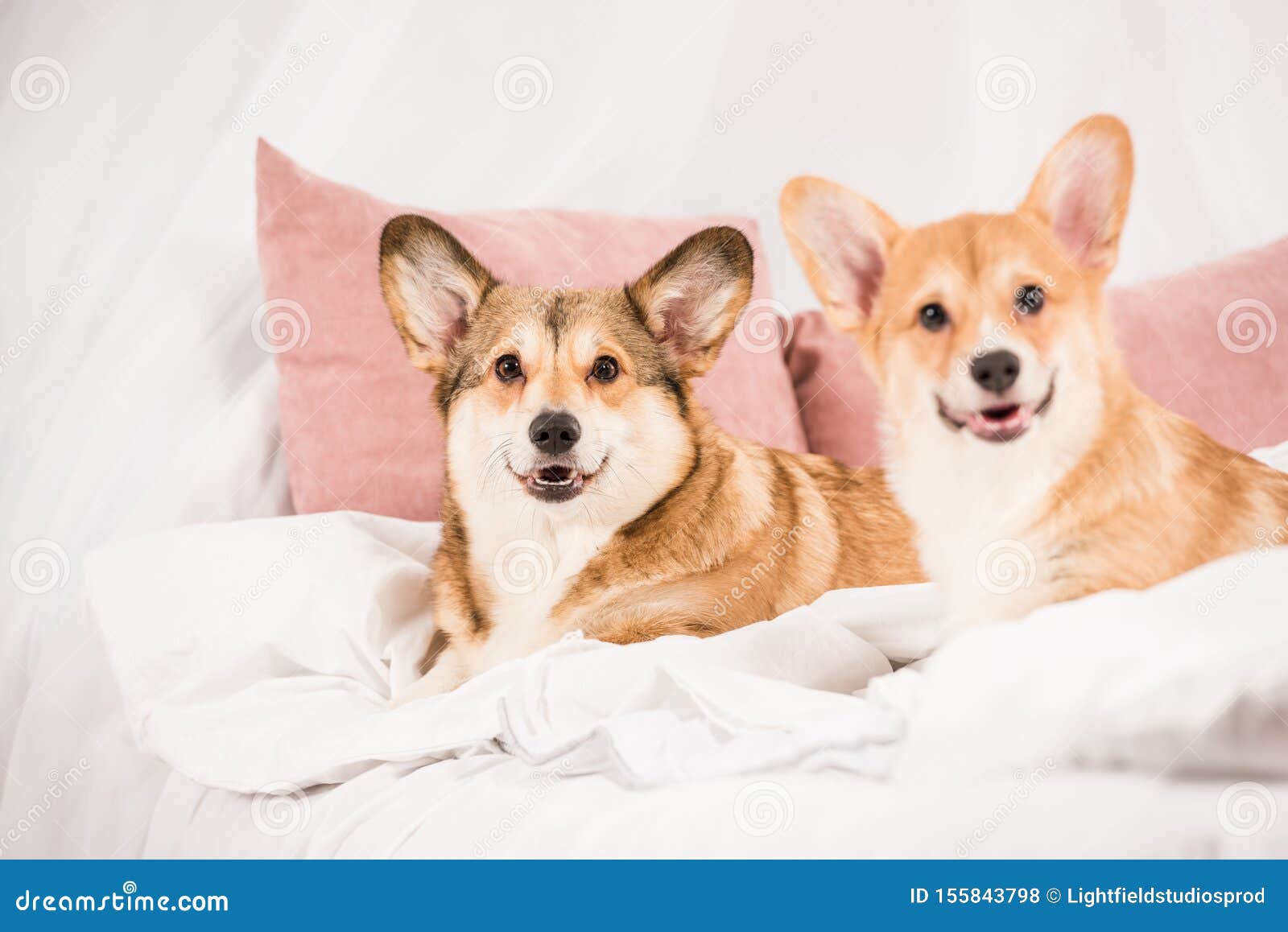 Adorable Welsh Dogs Lying in Bed and Looking at Camera Stock
