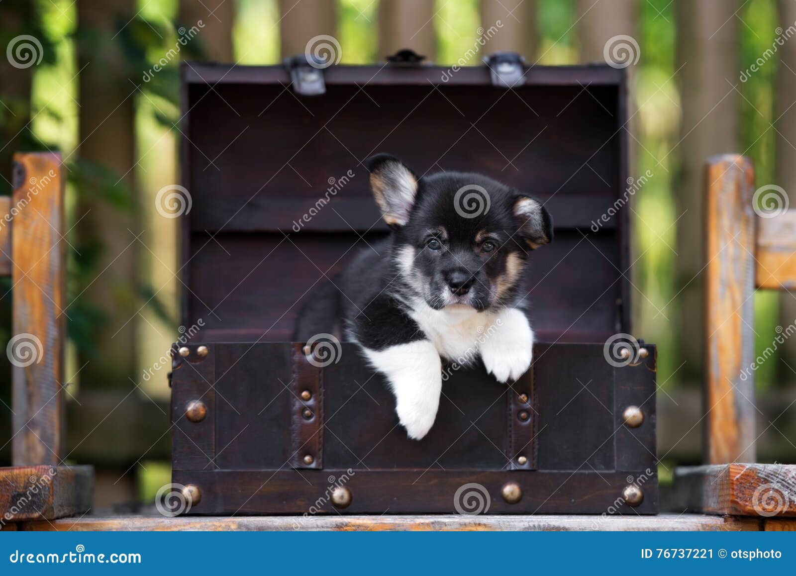 Adorable Welsh Corgi Puppy in a Box Stock Image - Image of domestic ...