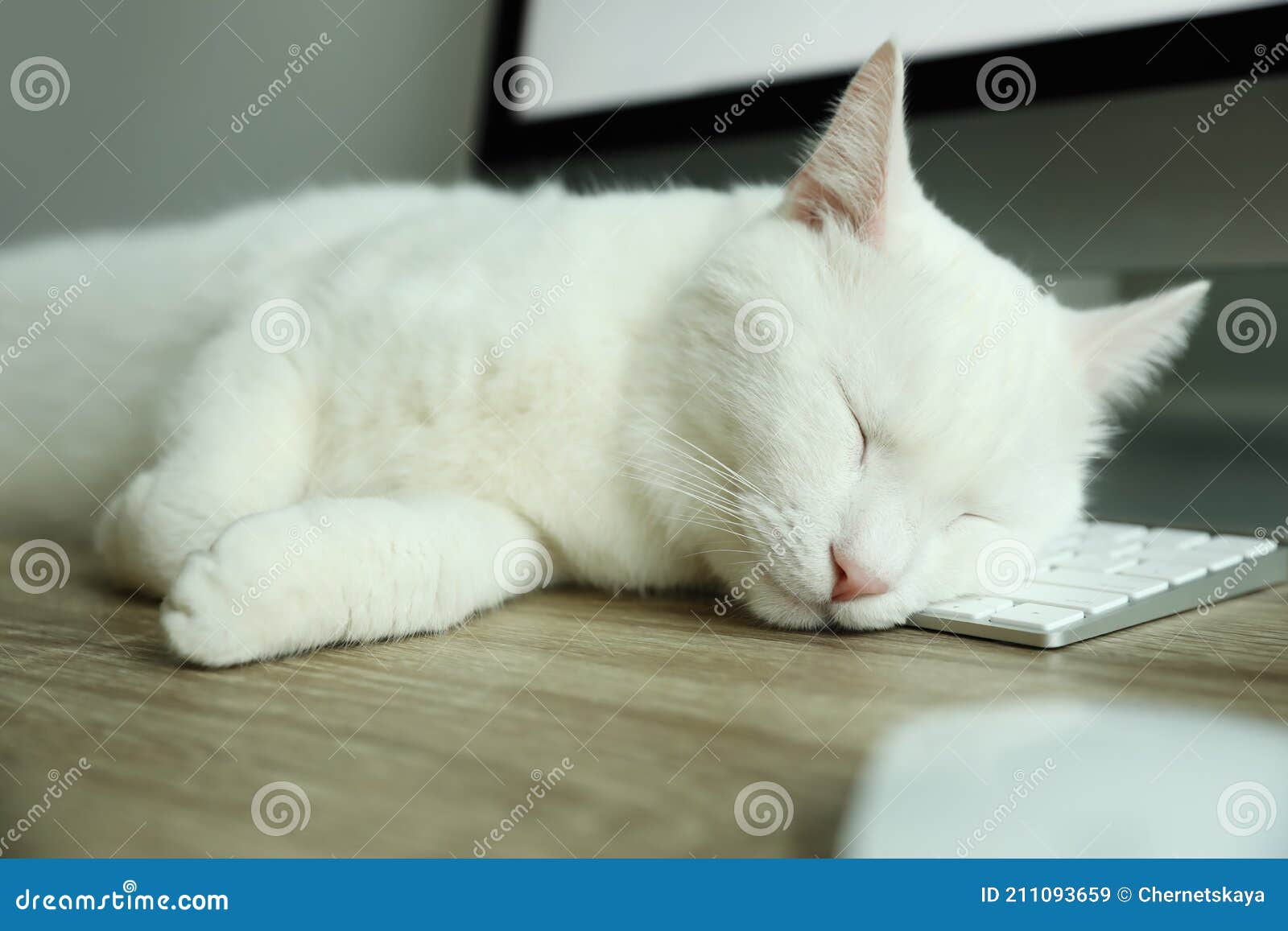 Adorable White Cat Sleeping on Keyboard at Workplace, Closeup Stock