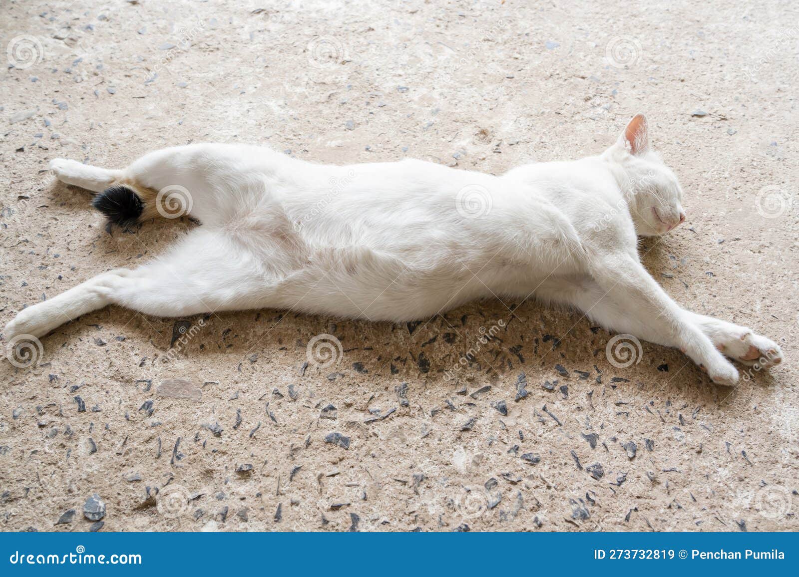 An Adorable White Color Cat Sleeping Stretched Out on Floor Stock Image