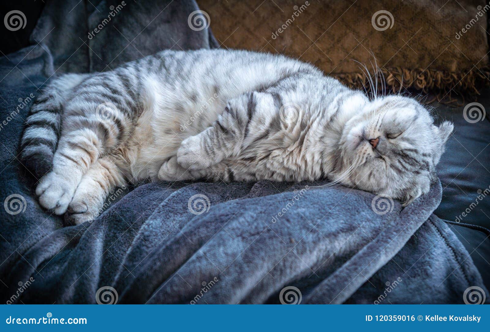 Cute White And Silver Cat Sleeping Stock Photo Image Of Scottish Relaxed 120359016