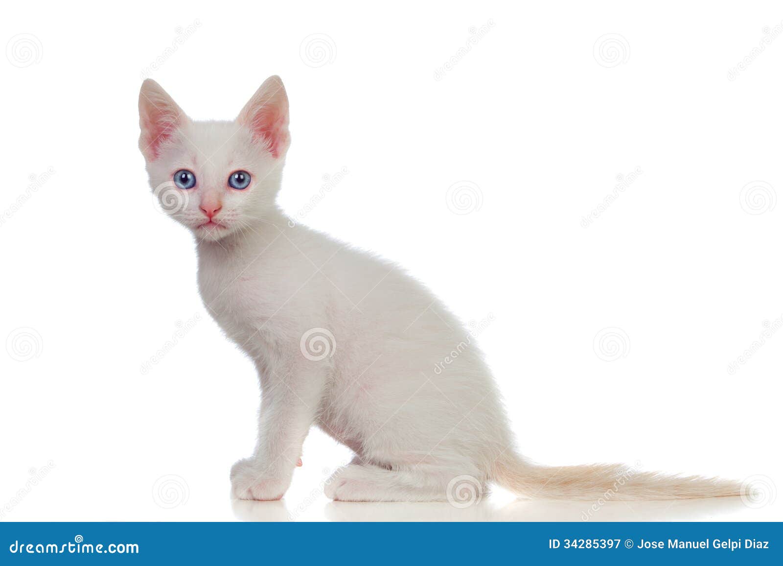 Adorable White Kitten with Blue Eyes Stock Image Image of lovable