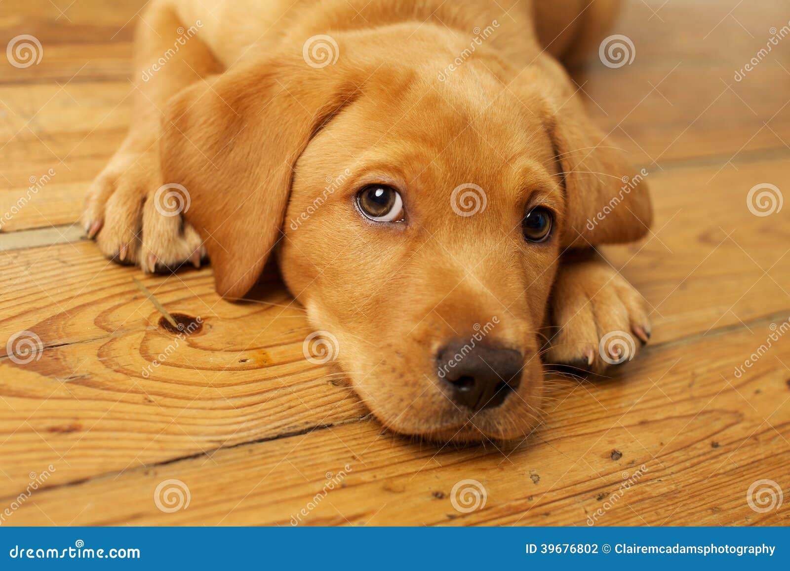 dark golden labrador