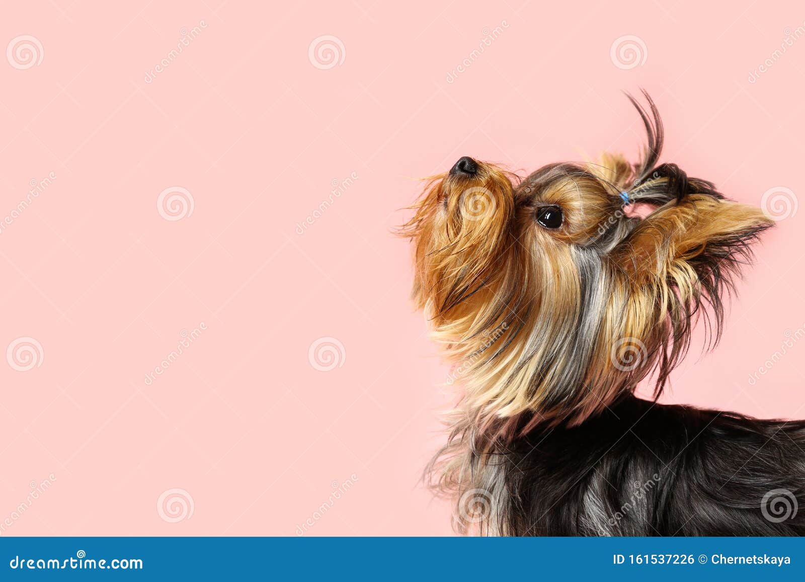 Adorable Yorkshire Terrier on Pink Background. Cute Dog Stock Photo - Image  of canine, friend: 161537226
