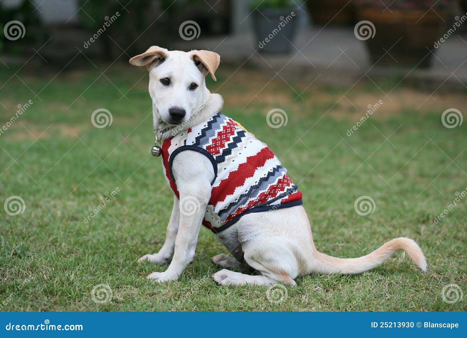 Adorable Young Dog Wearing Cloth on the Grass Stock Photo Image of