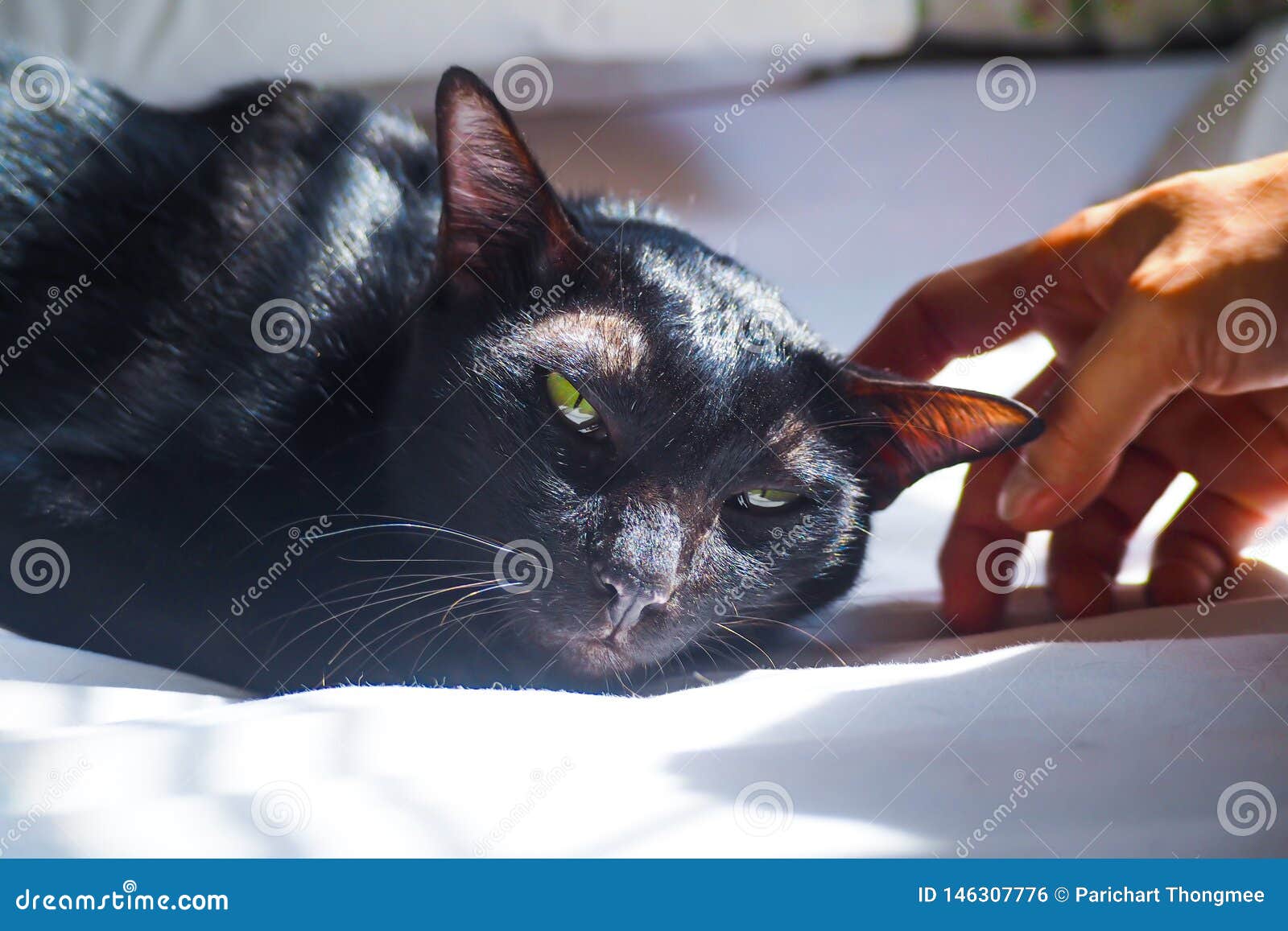 Adorable Black Cat Sleeping on Bed Stock Photo Image of animal, love
