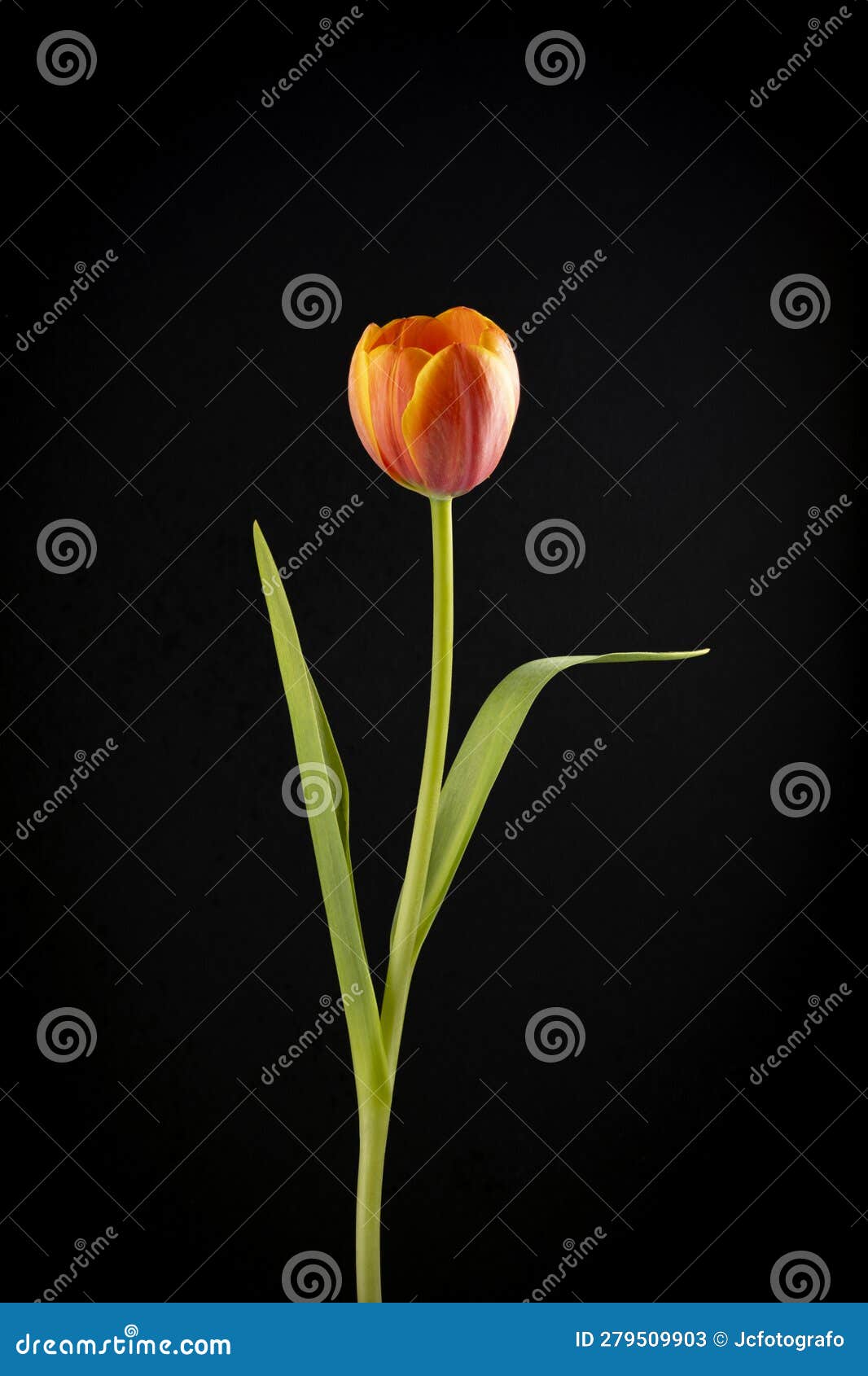 floral ornament of orange tulips on a black background