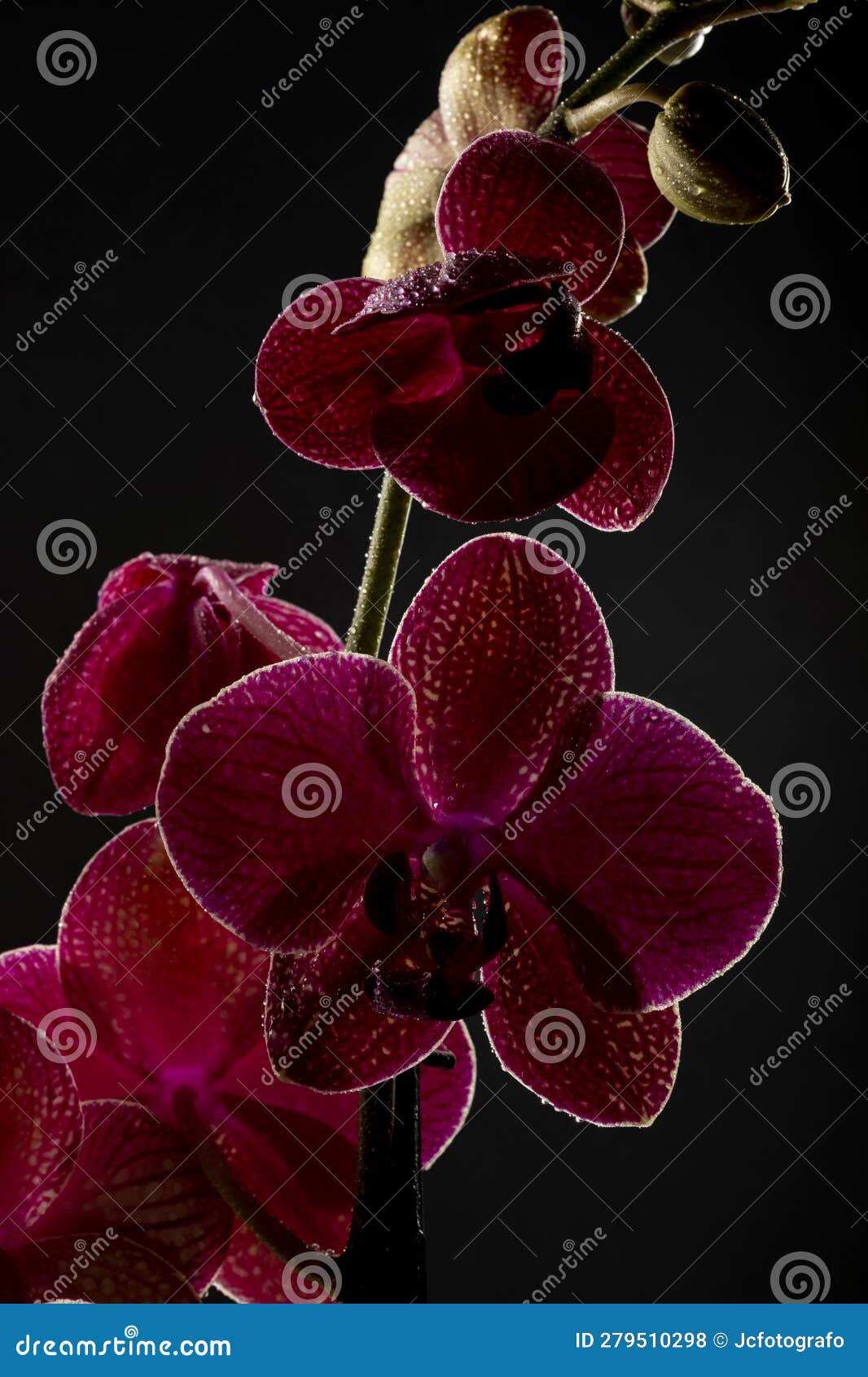 floral ornament of pink orchids on black background