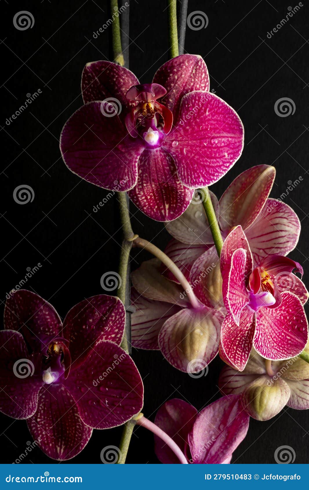 floral ornament of pink orchids on black background