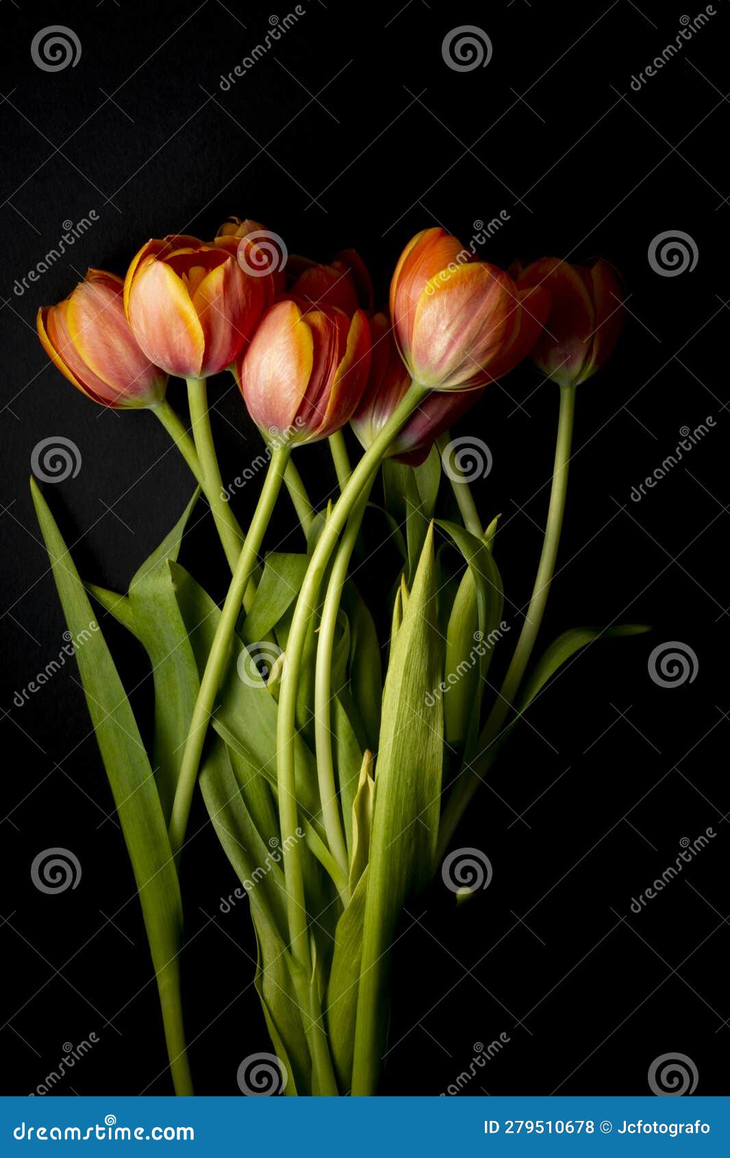 colorful orange tulips floral ornament on black background