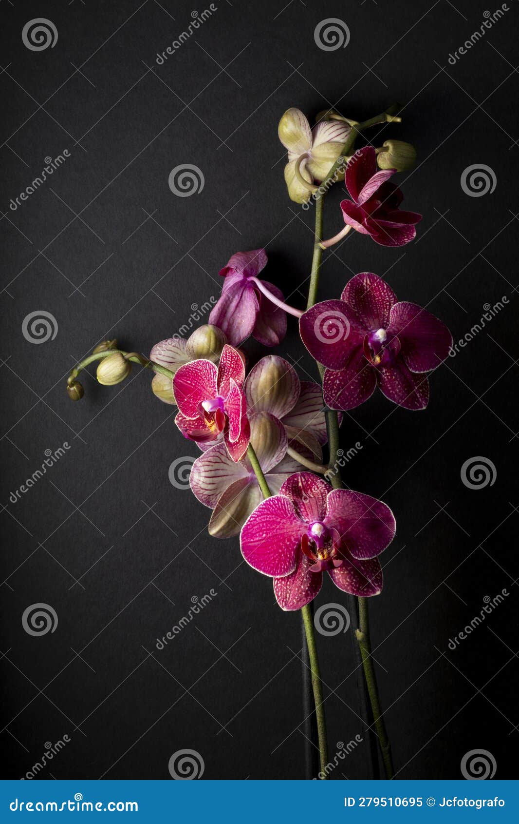 floral ornament of pink and white orchids on black background