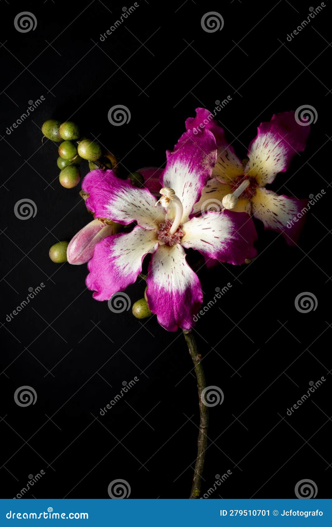 pink and white ceiba floral ornament on black background