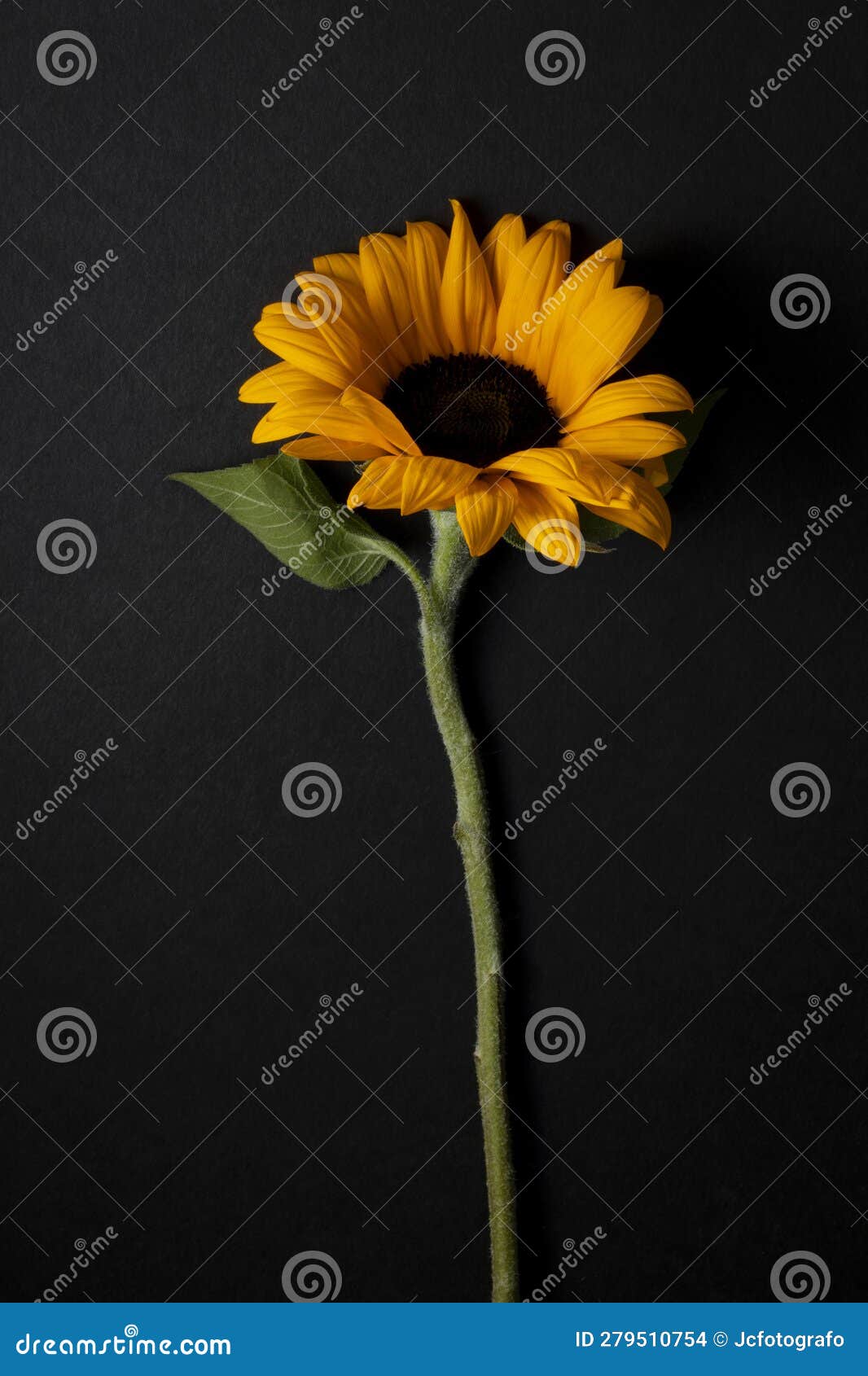 floral ornament of sunflowers on black background