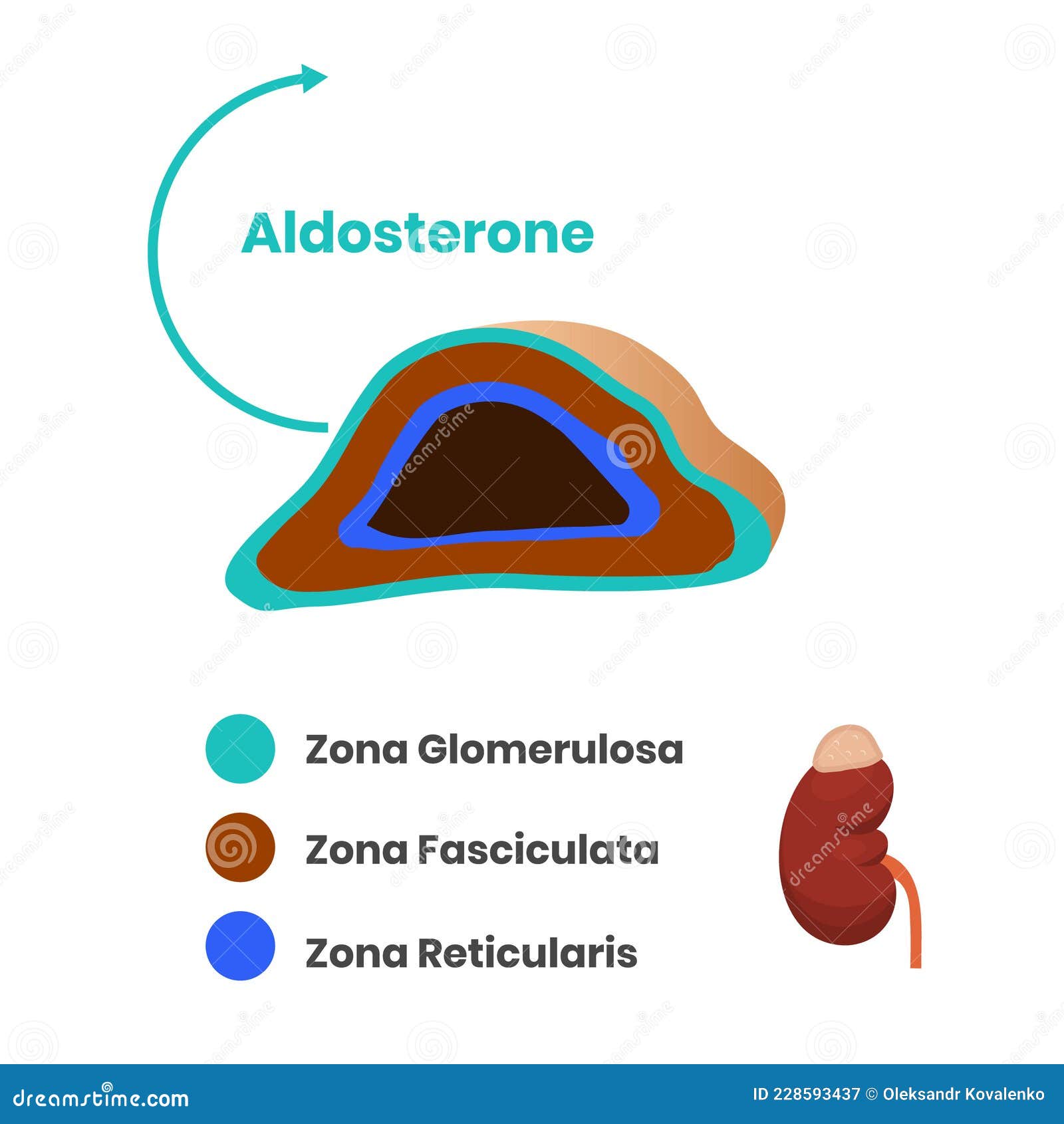 adrenal cortex structure. zona glomerulosa