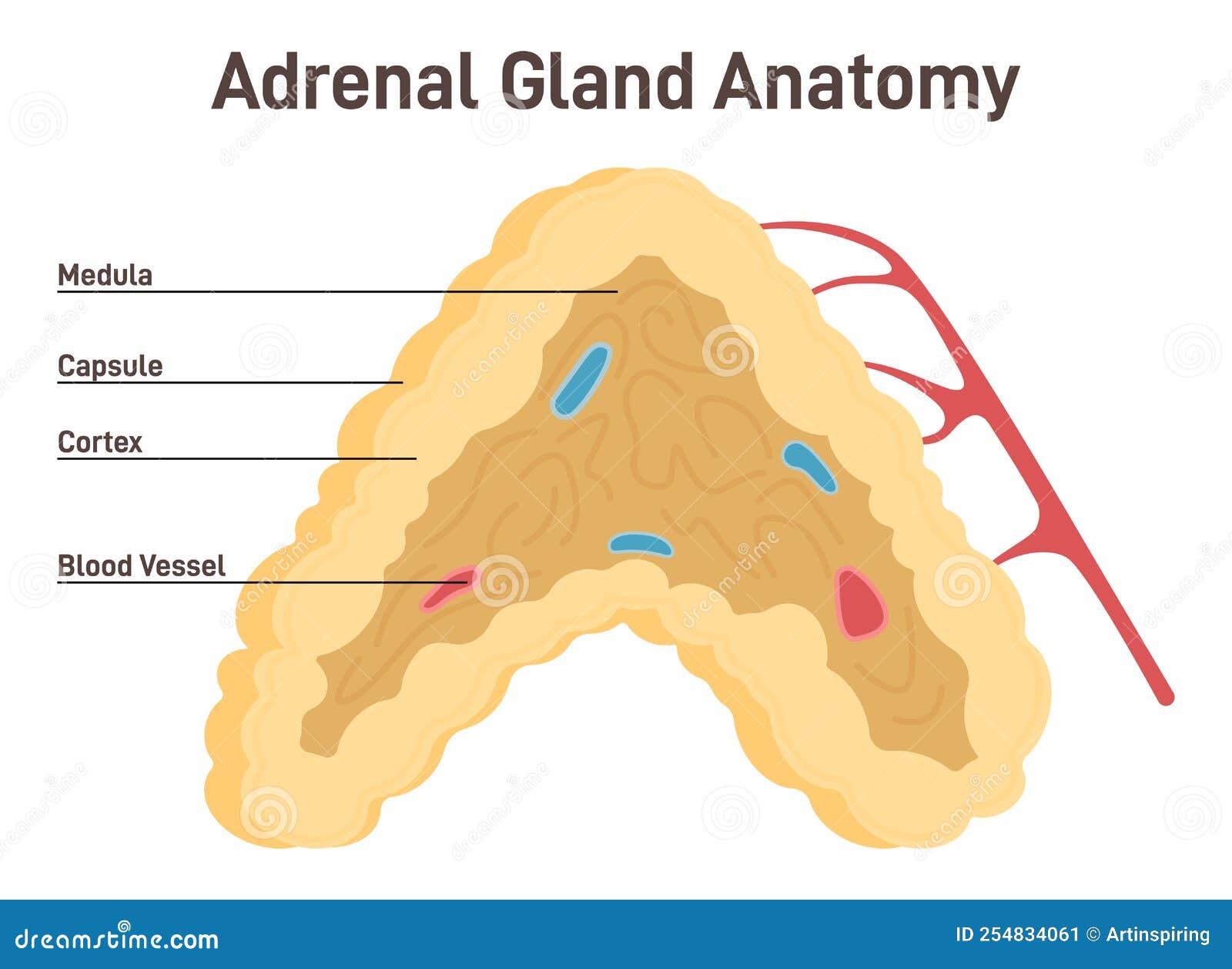 location of the adrenal cortex location of the adrenal cortex