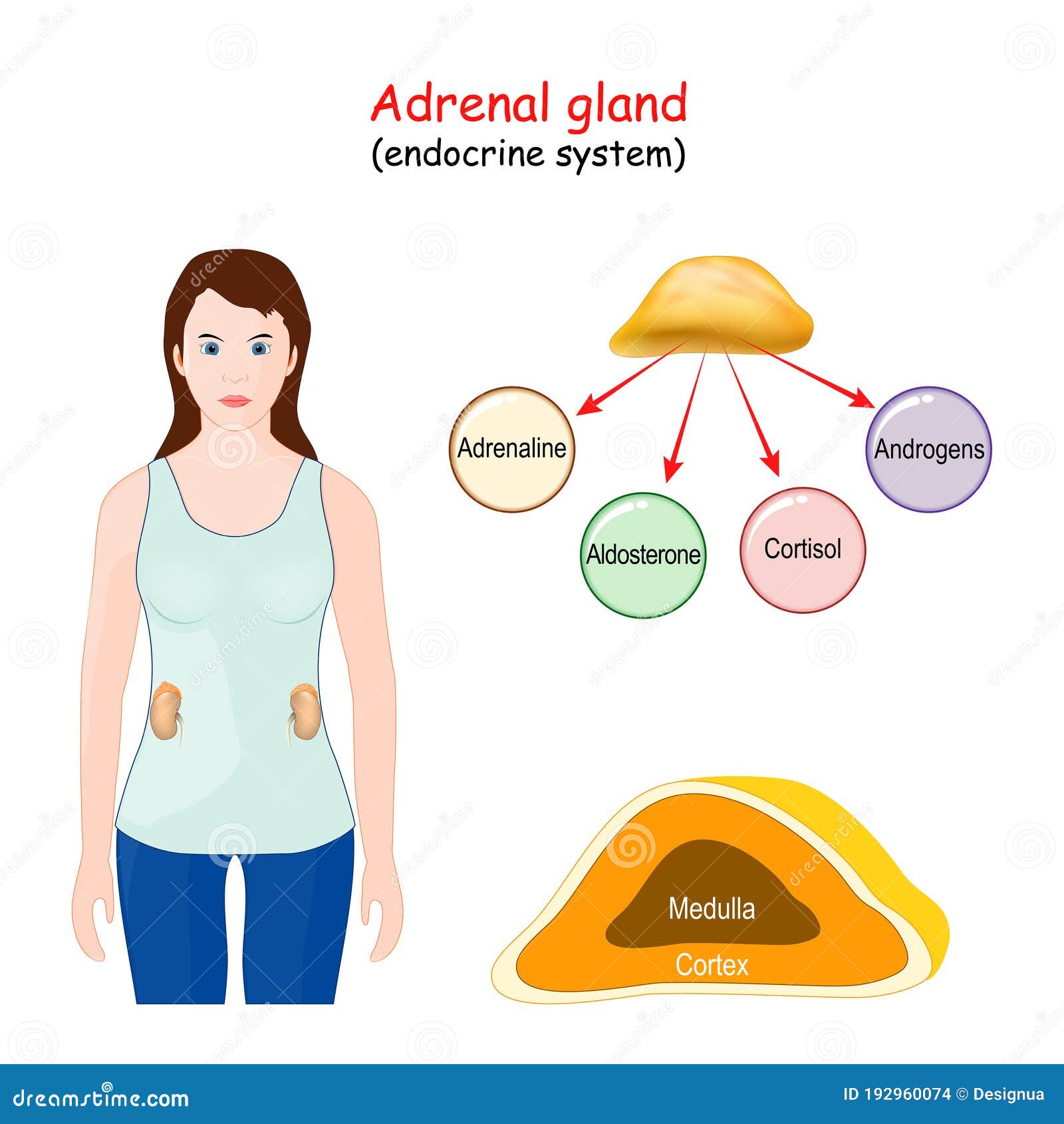 adrenal glands control hormones to function