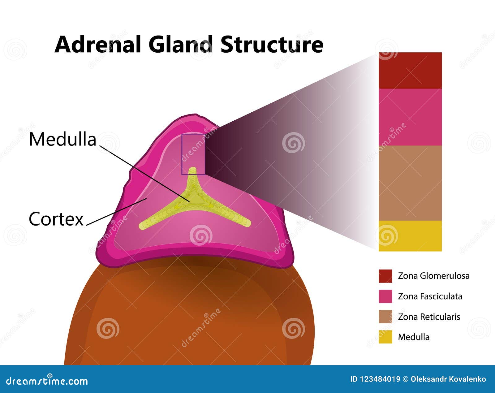 Adrenal Gland Diagram Labeled