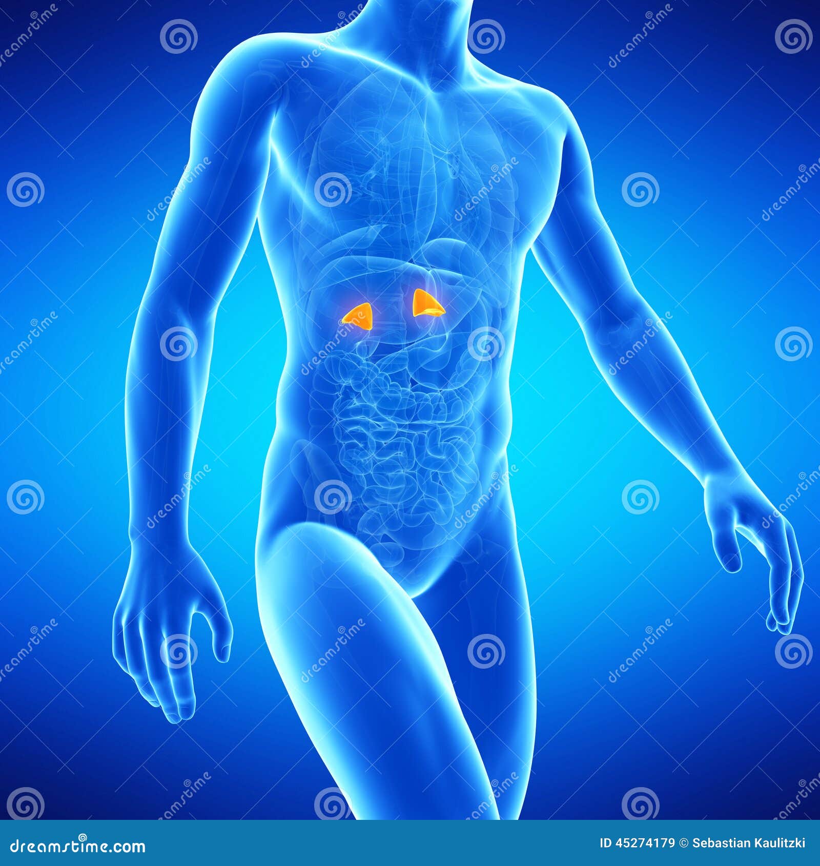 The adrenal glands stock illustration. Illustration of biology 45274179