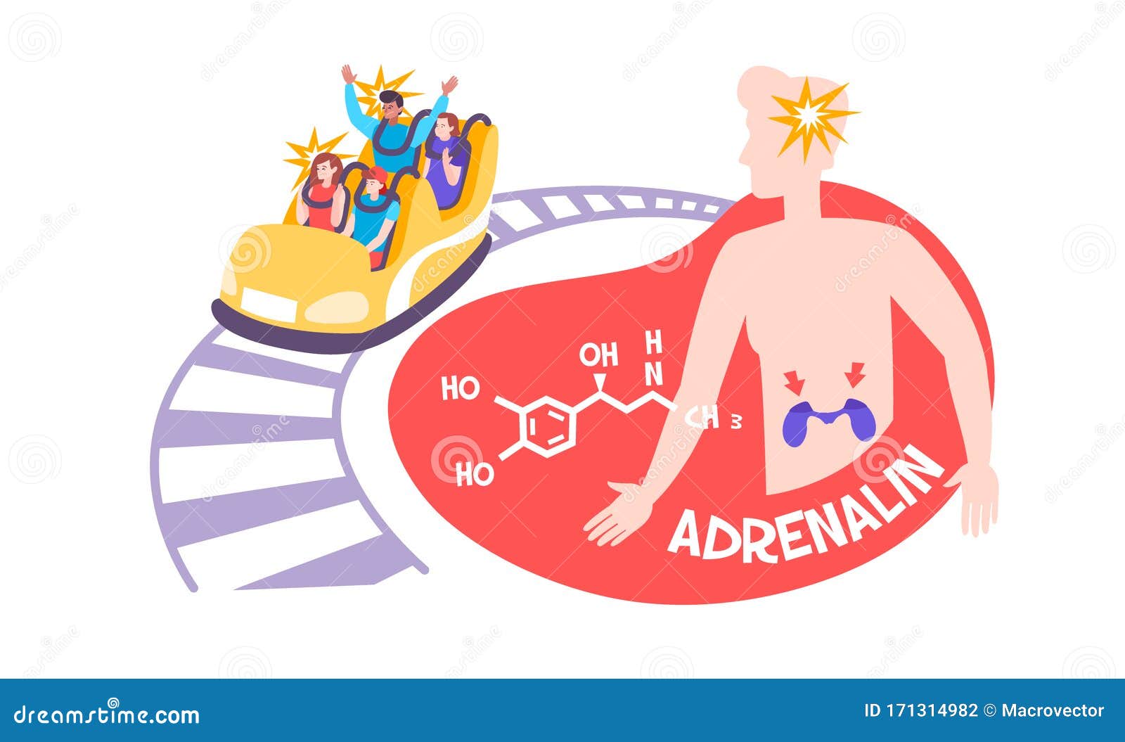 adrenaline hormone flat composition