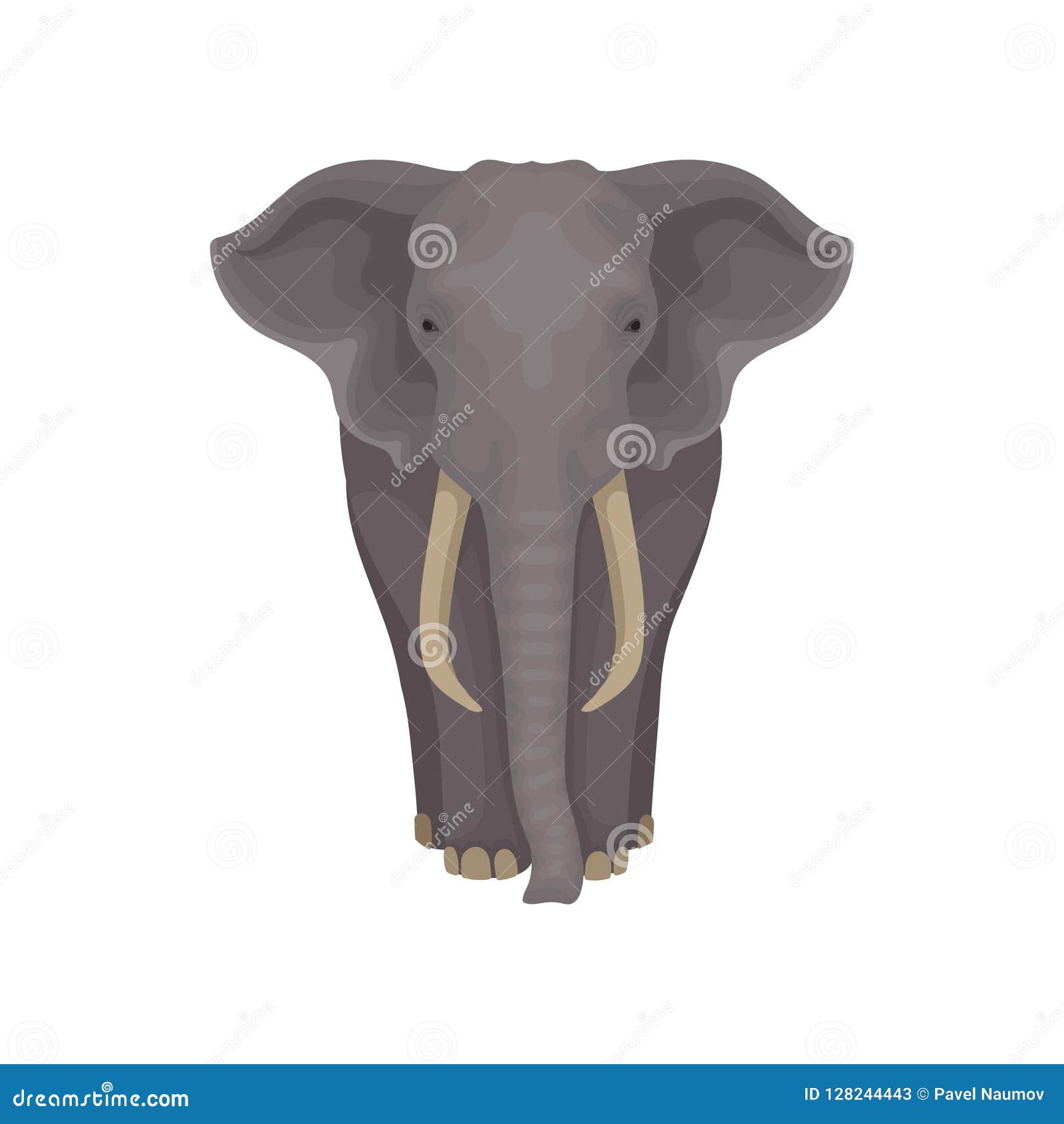 Adult African Elephant. Wild Mammal Animal with Gray Skin, Large Ears, Long  Trunk and Tusks. Flat Vector Illustration Stock Vector - Illustration of  indian, african: 128244443
