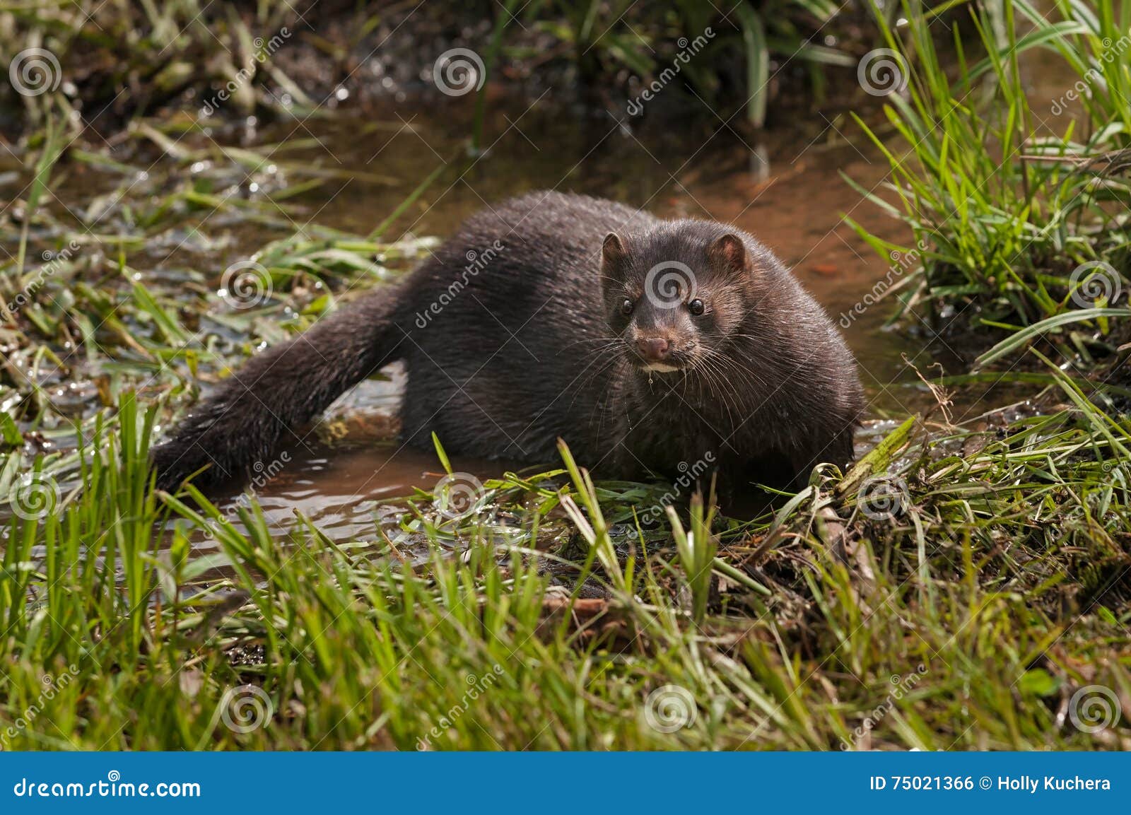 adult american mink (neovison vison) in marshy area