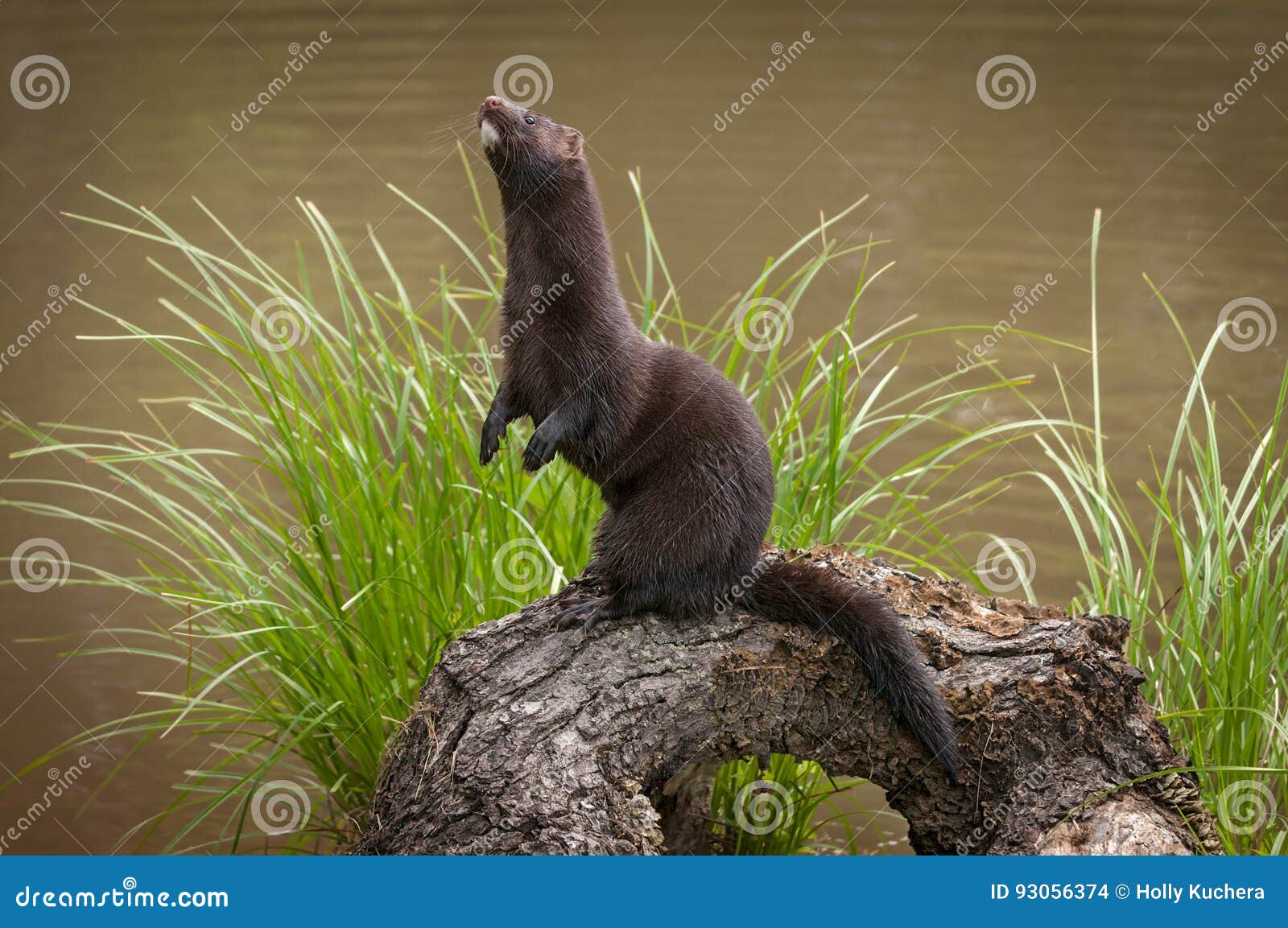 adult american mink neovison vison stands up on log