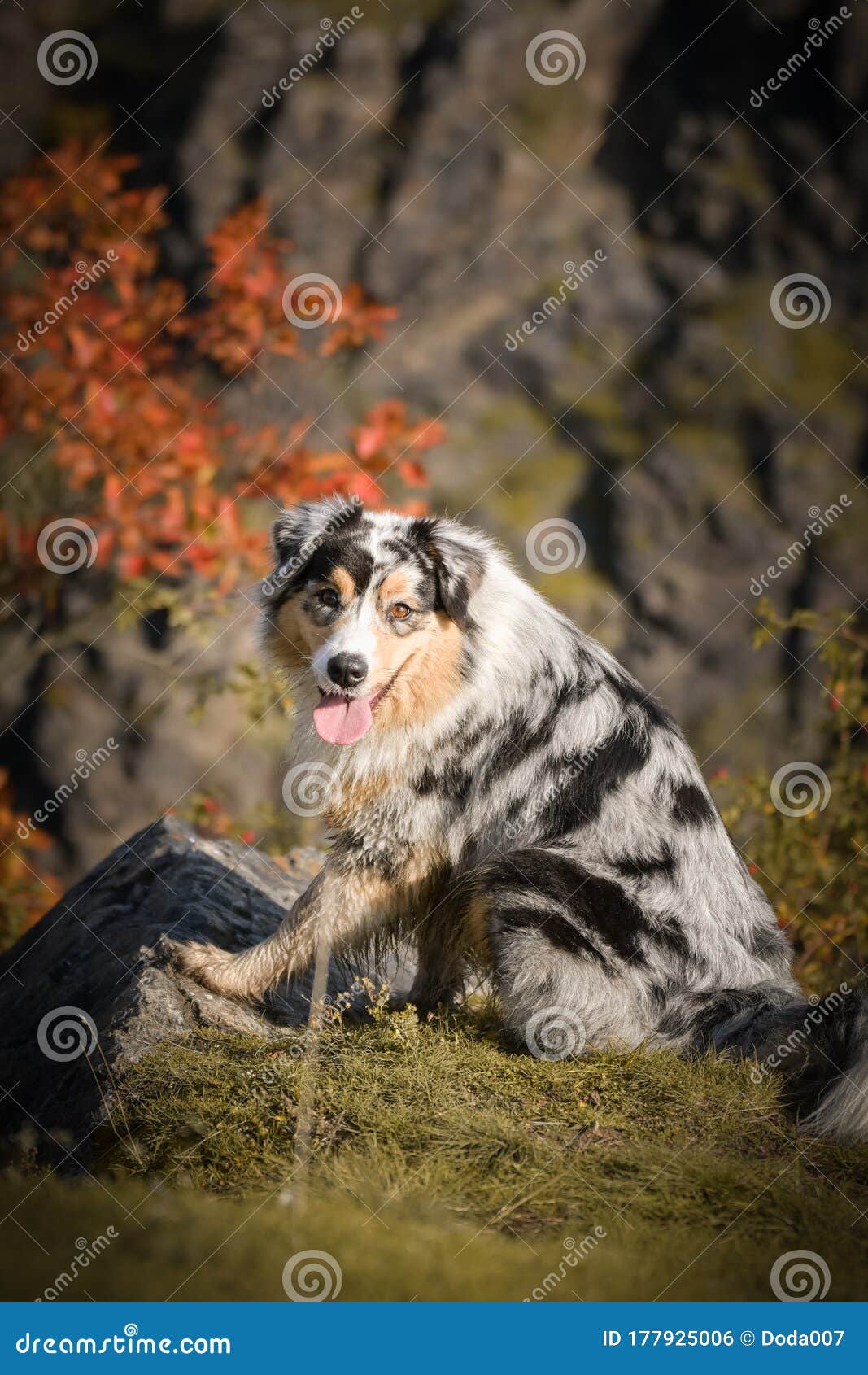 Australian Shepherd is in Nature in Grass. Stock Photo - Image of ...