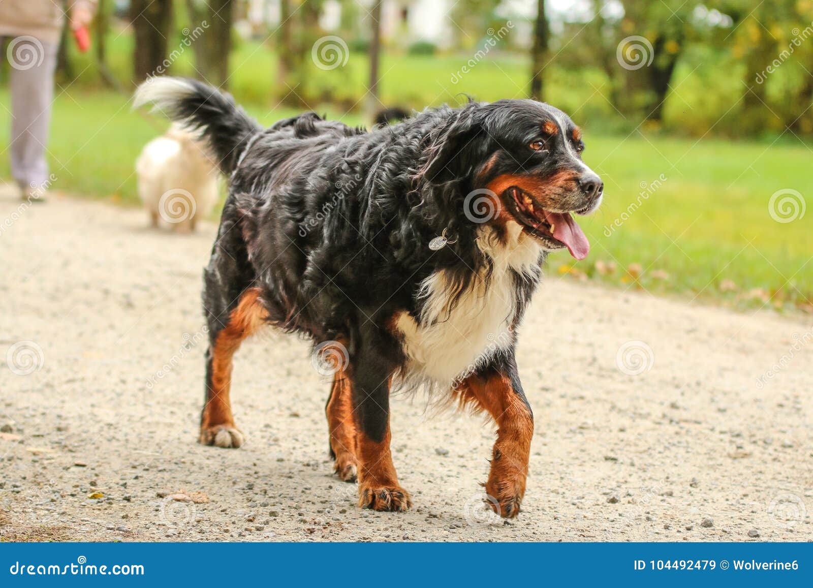 bernese mountain dog walking