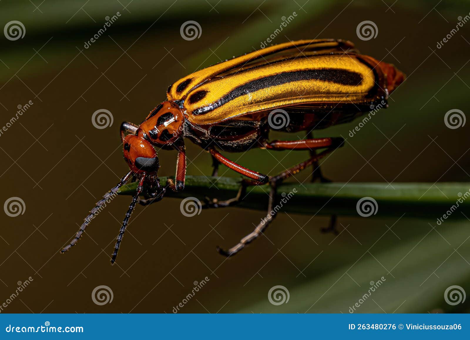 Adult Blister Beetle stock photo. Image of genus, danger 263480276