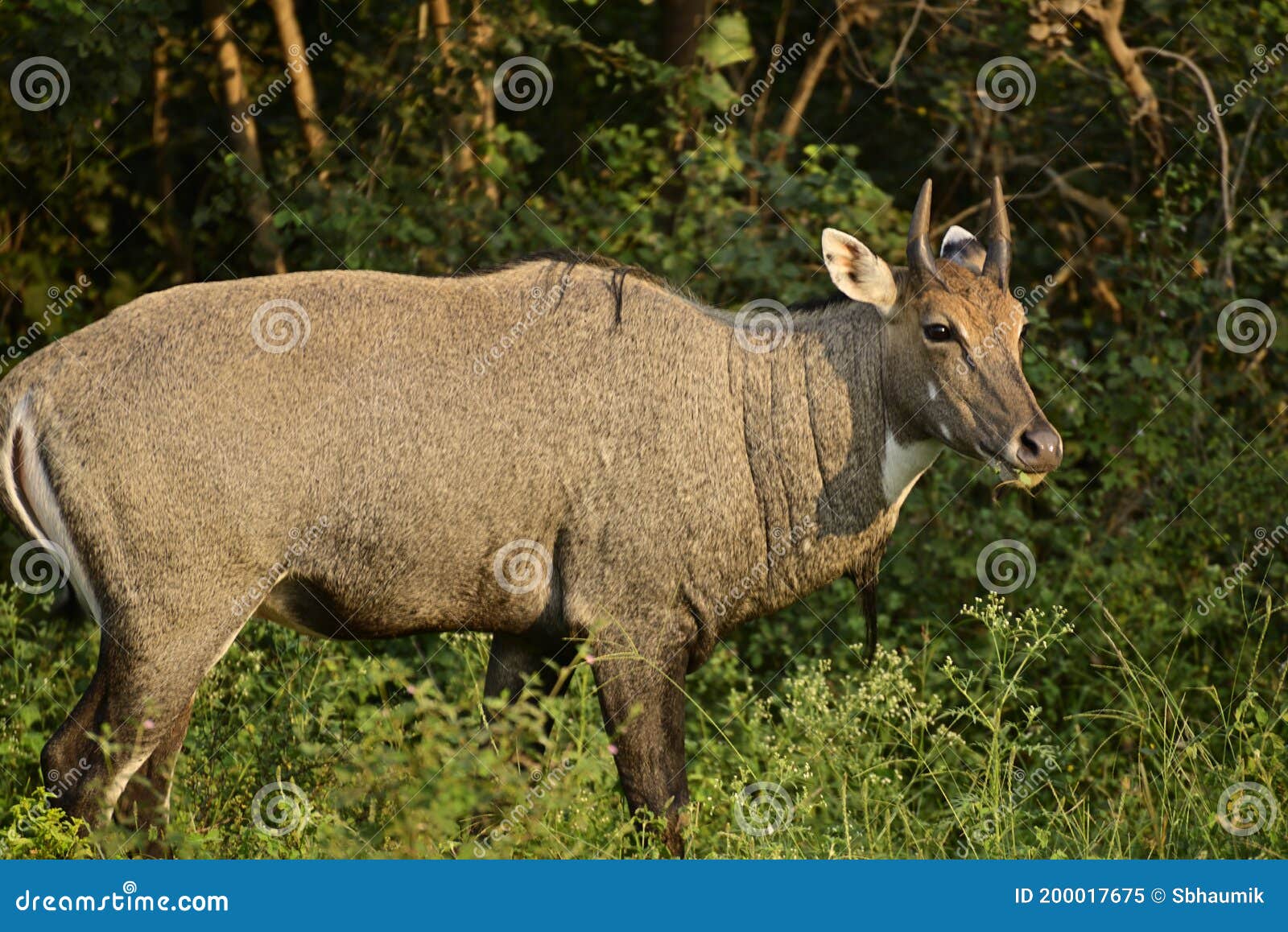 Adult Blue Bull or Nilgai in the Forest Stock Image - Image of bull, copy: 200017675 Adult Blue Bull or Nilgai in the Forest Stock Image - Image of bull, copy: 200017675