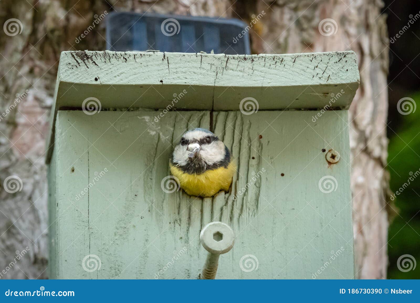 Blue Tit Small Bird Nesting Box 