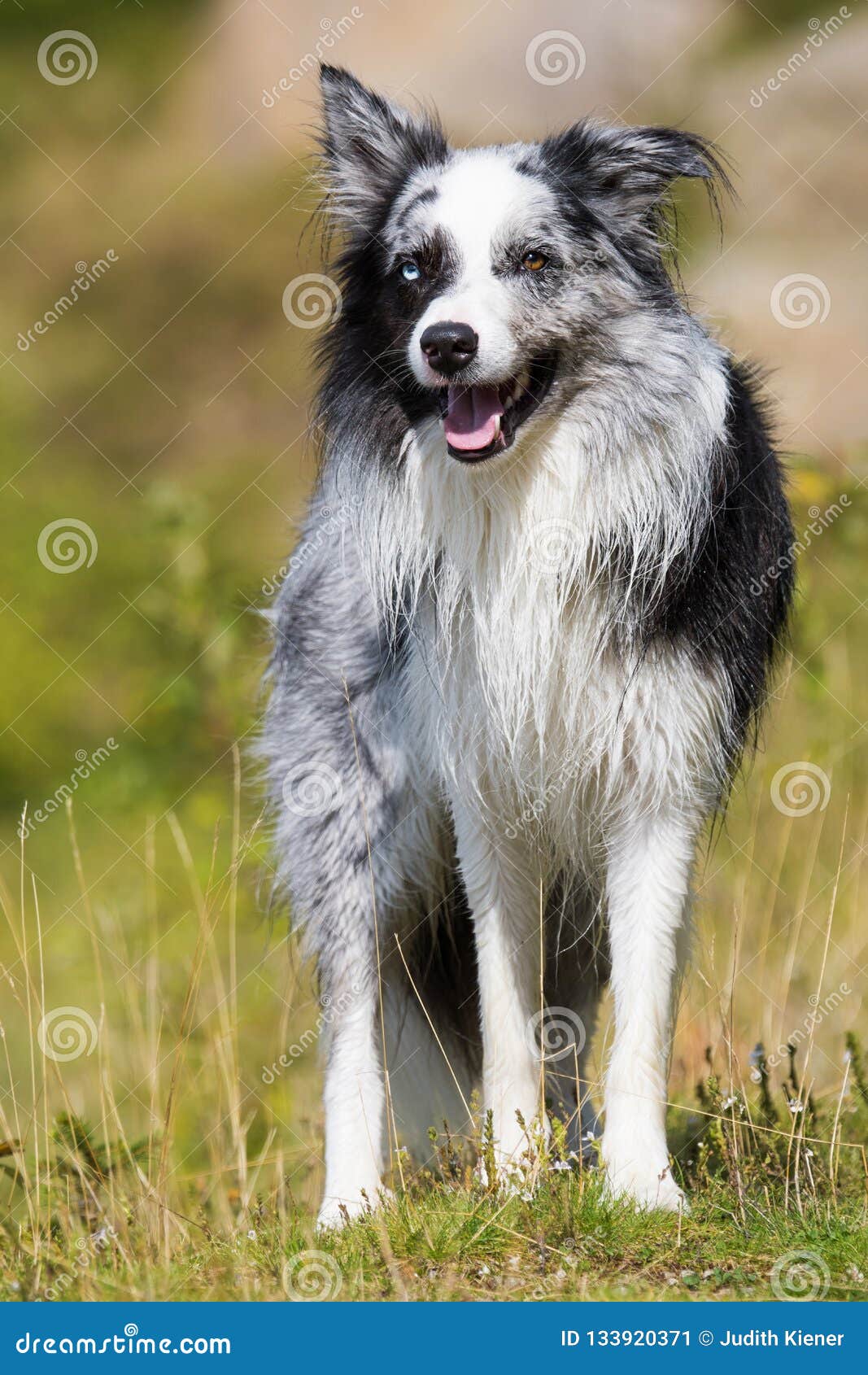 Adult Border Collie Dog Standing in a Meadow Stock Image - Image of collie,  grass: 133920371