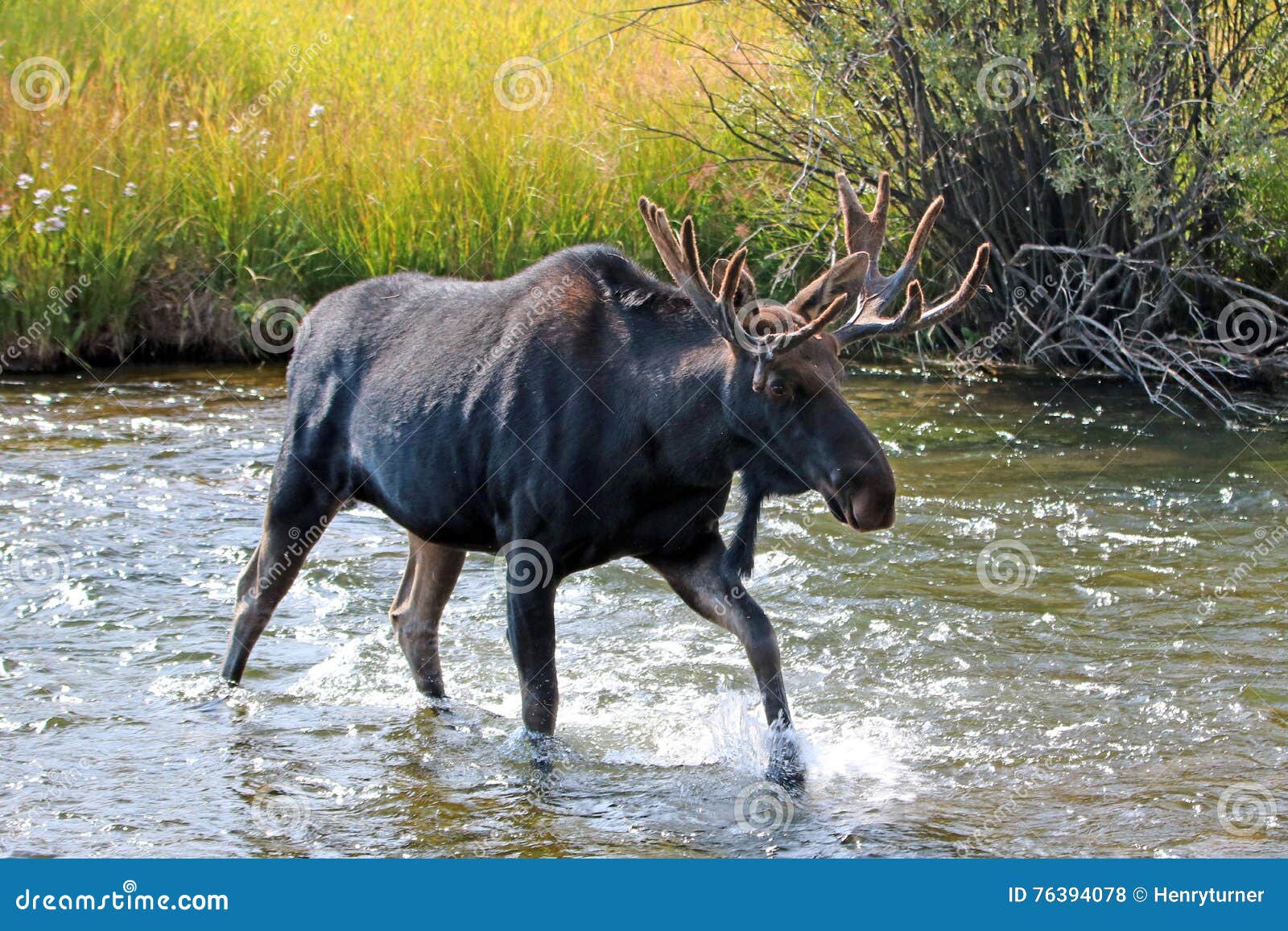 adult bull moose with shedding velvet antlers crossing creek in wyoming us of a