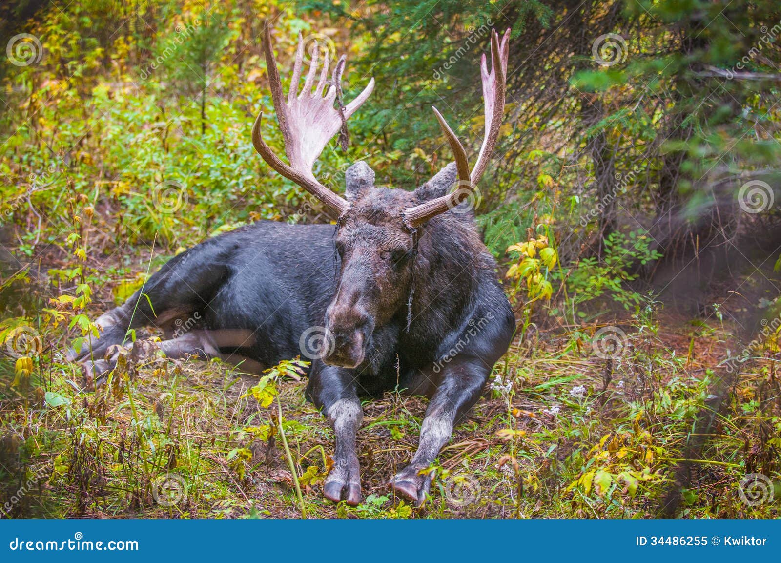 Adult Moose 44