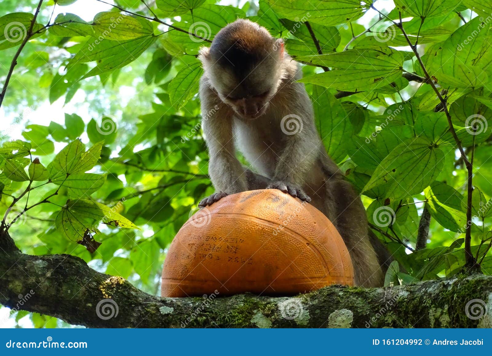 Cute Baby Capuchin Monkeys