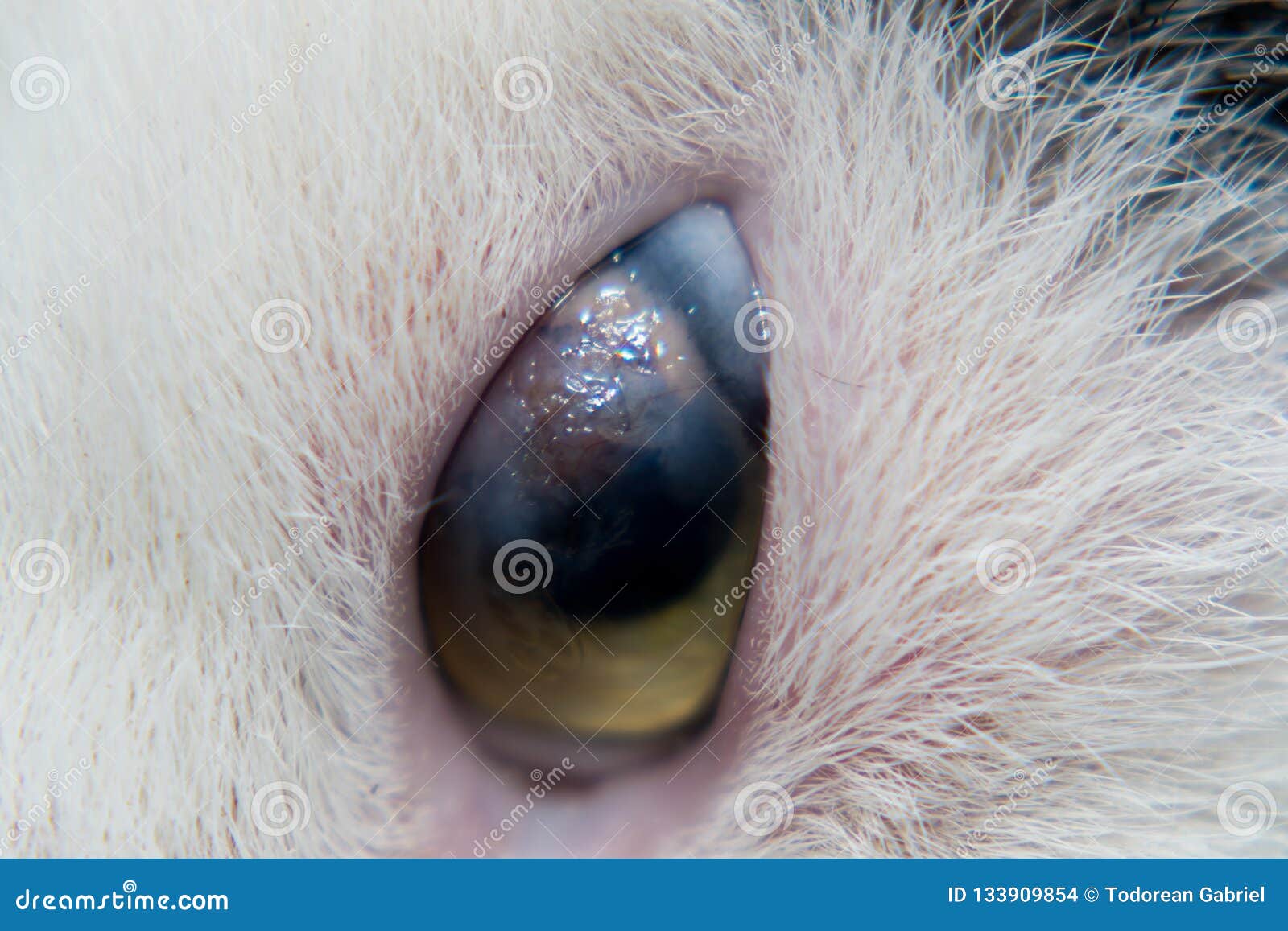 Adult Cat With Corneal Ulcer Stock Photo Image of front, adult 133909854