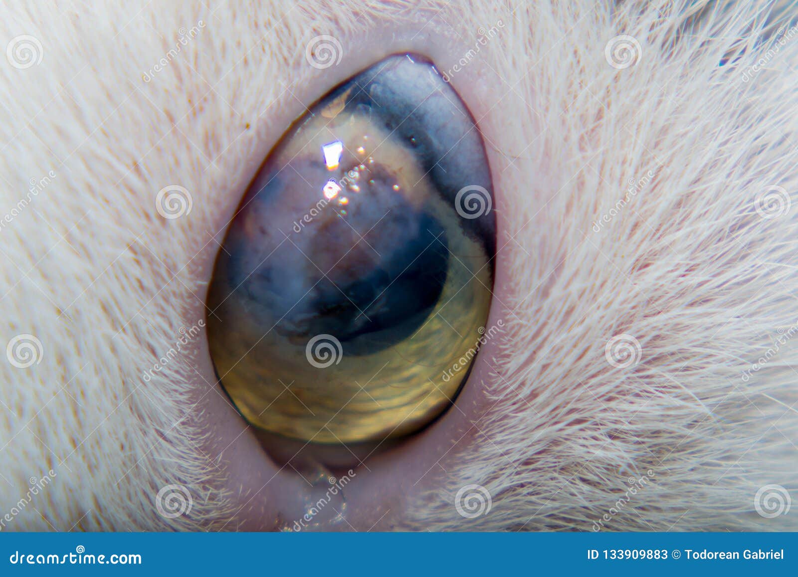 Adult Cat With Corneal Ulcer Stock Image Image of adult, disease