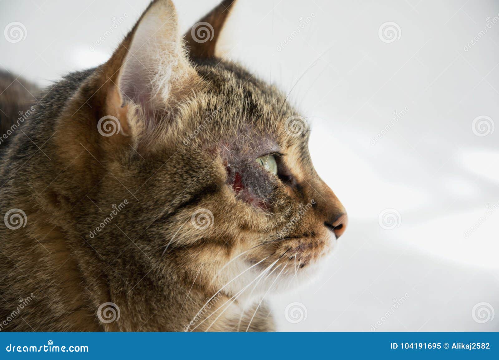 cat dermatitis treatment