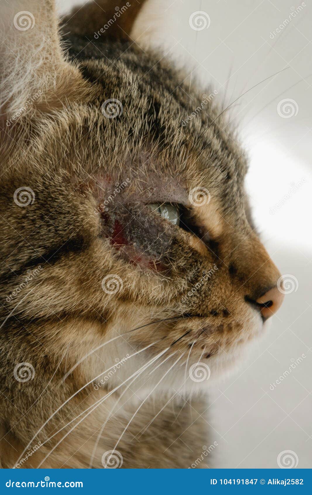 Cat with Dermatitis Problem Near the Eye Stock Image Image of closeup